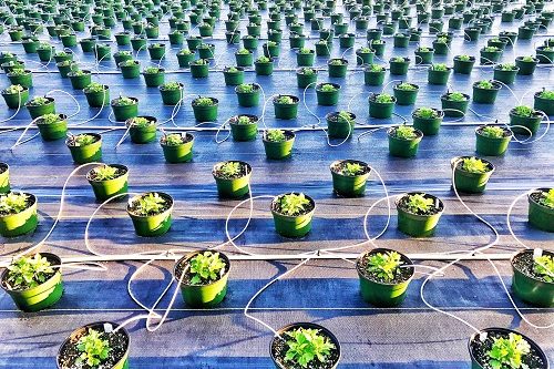 Hydroponics Hydroponics